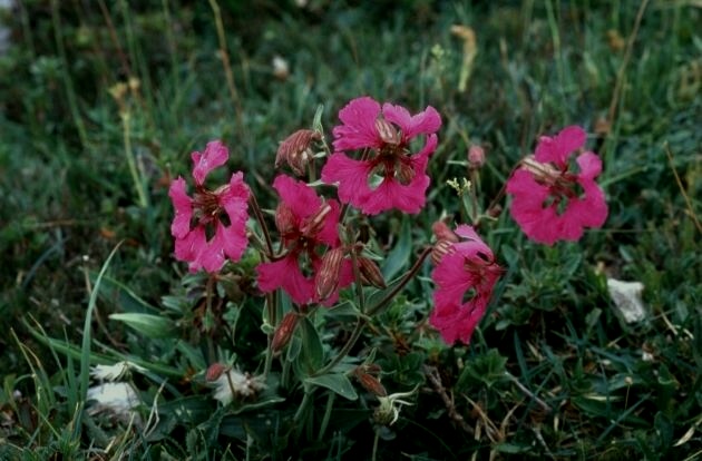 Silene elisabethae / Silene di Elisabetta